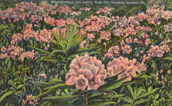 Rhododendron and Laurel, Rock City Gardens Postcard