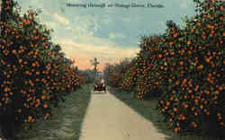 Motoring through an Orange Grove Scenic, FL Postcard Postcard