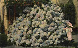 Bush Of Hydrangeas Flowers Postcard Postcard