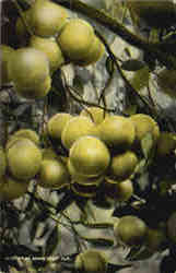 Cluster of Florida Grape Fruit Postcard