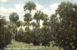 Florida Orange Grove among the Palms Scenic, FL Postcard Postcard