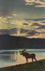 A Bull Moose comes down to the Lake at evening Postcard Postcard