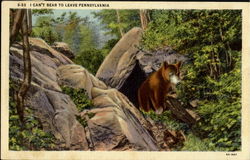 I Can't Bear To Leave Pennsylvania Bears Postcard Postcard