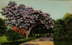 Jacaranda Tree In Full Bloom Postcard