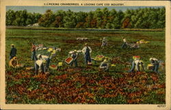 Picking Cranberries A Leading Cape Cod Industry Postcard