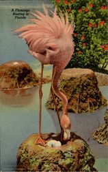 A Flamingo Nesting In Florida Postcard Postcard