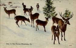 Deer In The Pocono Mountains Postcard