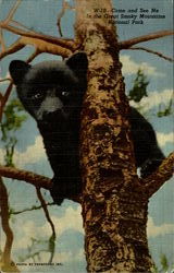 Black Bears Postcard Postcard