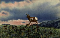 An Antelope Postcard Postcard