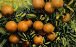 Golden Florida Oranges Fruit Postcard Postcard