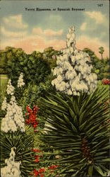 Yucca Blossoms Or Spanish Bayonet Postcard