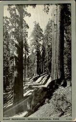 Giant Redwoods , Sequoir National Park Postcard