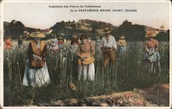 Cuillette des Fleurs de Tubereuses de la Parfumerie Bruno Court Grasse Postcard