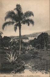 Monte Carlo - The Gardens (Coconut tree) Postcard