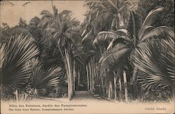 Allee des Palmiers, Jardin des Pamplemousses. The Palm Trees Avenue, Pamplemousses Garden. Postcard