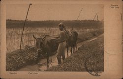 Man and Cattle in a Rice Field, East Java Postcard