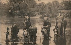 Temple Elephants Postcard