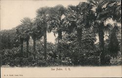 Fan Palms San Pedro, Costa Rica Central America Postcard Postcard Postcard