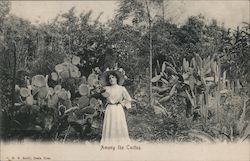 Among the Cactus Postcard