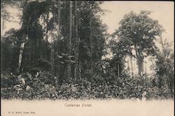 Costarican Forest Postcard