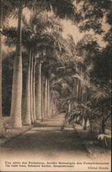 Une ellee des Palmistes, Jardin Botanique des Pamplemoussess. The Palm trees, Botanical Garden, Pamplemousses Postcard