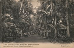 Illustration of a boulevard lined with palm trees Postcard