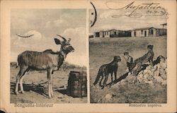 Two photographs of animals: an antelope and three cheetahs Benguela, Angola Africa Postcard Postcard Postcard