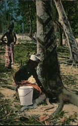 Tapping Rubber Trees Singapore Southeast Asia Postcard Postcard Postcard