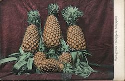 Well-Grown Pineapples Singapore, Singapore Southeast Asia Postcard Postcard Postcard