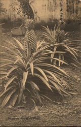 Singapore - Pineapple Plant Postcard