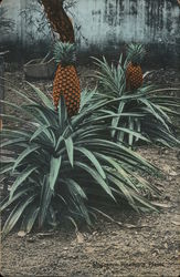 Singapore Pineapple Plants Fruit Postcard Postcard Postcard