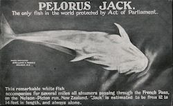 Pelorus Jack Postcard