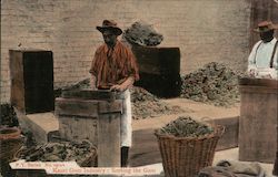 Kauri Gum Industry: Sorting the Gum Postcard