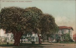 Rose Covered Oak Postcard