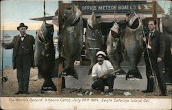 The Worlds Record, 4 Hours Catch, July 30th 1904 Postcard