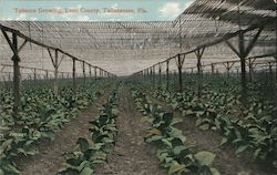 Tobacco Growing, Leon County Postcard