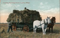 Canadian Harvesting Scenes:Loading Wheat Canada Misc. Canada Postcard Postcard Postcard