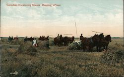 Canadian Harvesting Scenes : Reaping Wheat Canada Misc. Canada Postcard Postcard Postcard