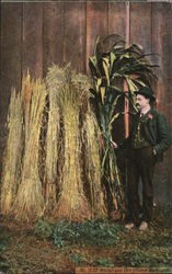 Wheat and Corn Grown in Washington Postcard Postcard Postcard