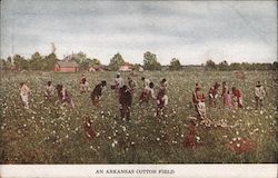 An Arkansas Cotton Field Black Americana Postcard Postcard Postcard