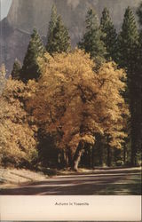 Autumn in Yosemite Postcard