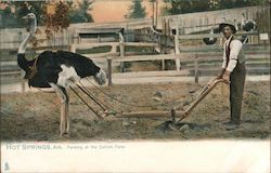 Farming at the Ostrich Farm Hot Springs, AR Postcard Postcard Postcard