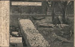 Whitney's Alligator Farm Postcard