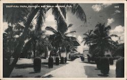 Tropical Park, Paddock and Walk Miami, FL Postcard Postcard Postcard