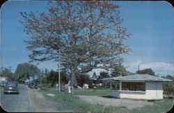 The Famous Kapok Tree Clearwater, FL Postcard Postcard Postcard