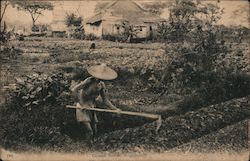 Chinese Farmer Working Postcard