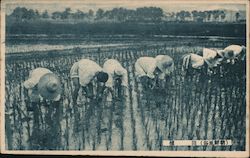 Workers in Rice Paddy Japan Postcard Postcard Postcard