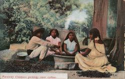 Mexican Children Picking Over Coffee Mexico Postcard Postcard Postcard