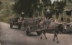 Native Carabao Carts Postcard