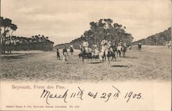 Beyrouth, Foret des Pins Postcard